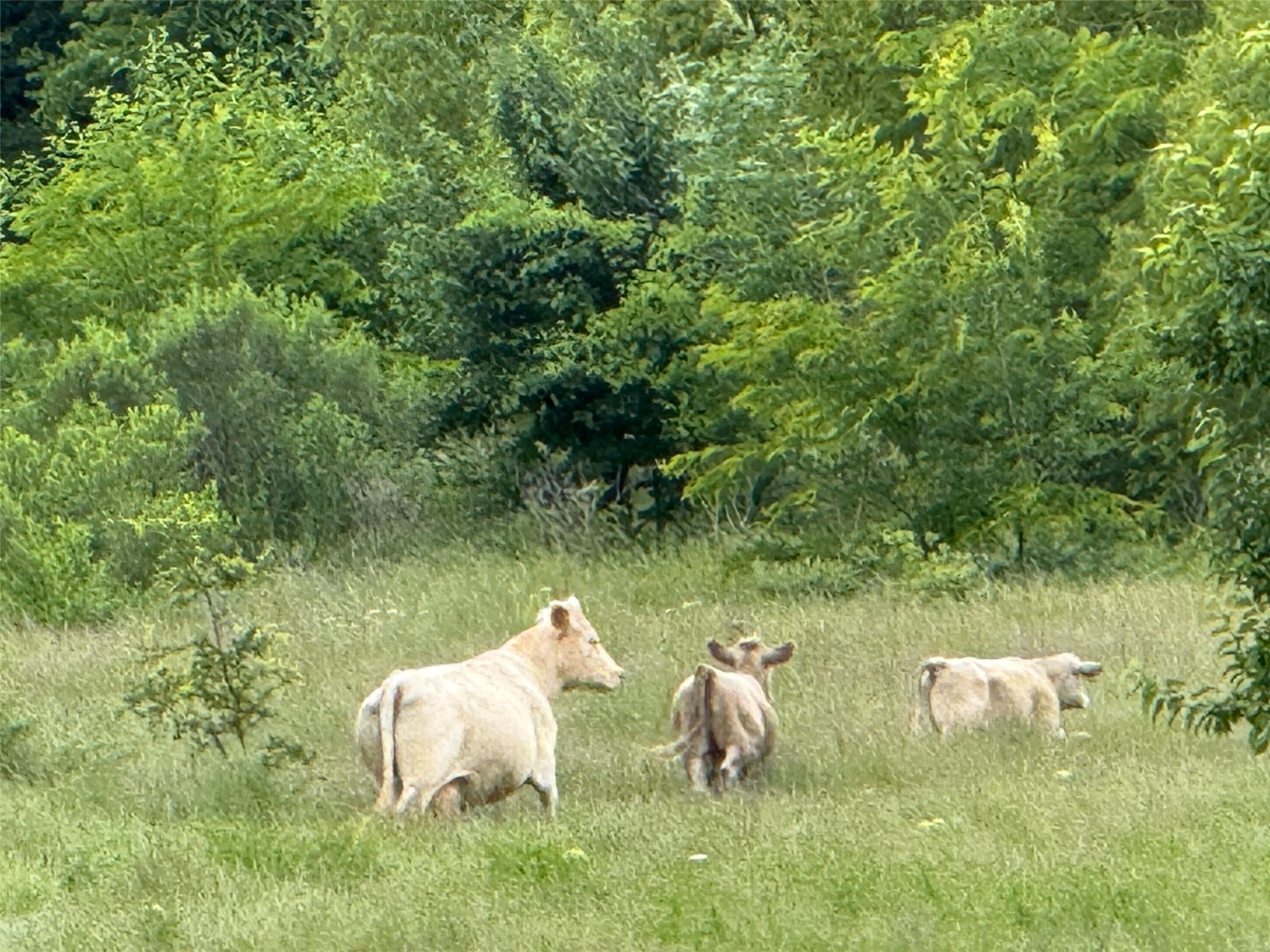 Tbd County Road 3527 Saltillo TX 75478