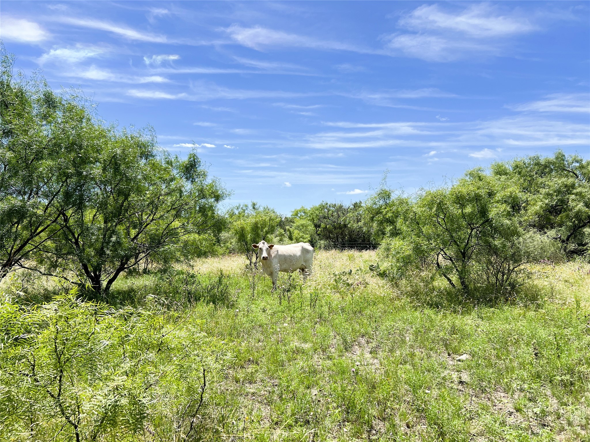 12493 County Road 222 Brookesmith TX 76827