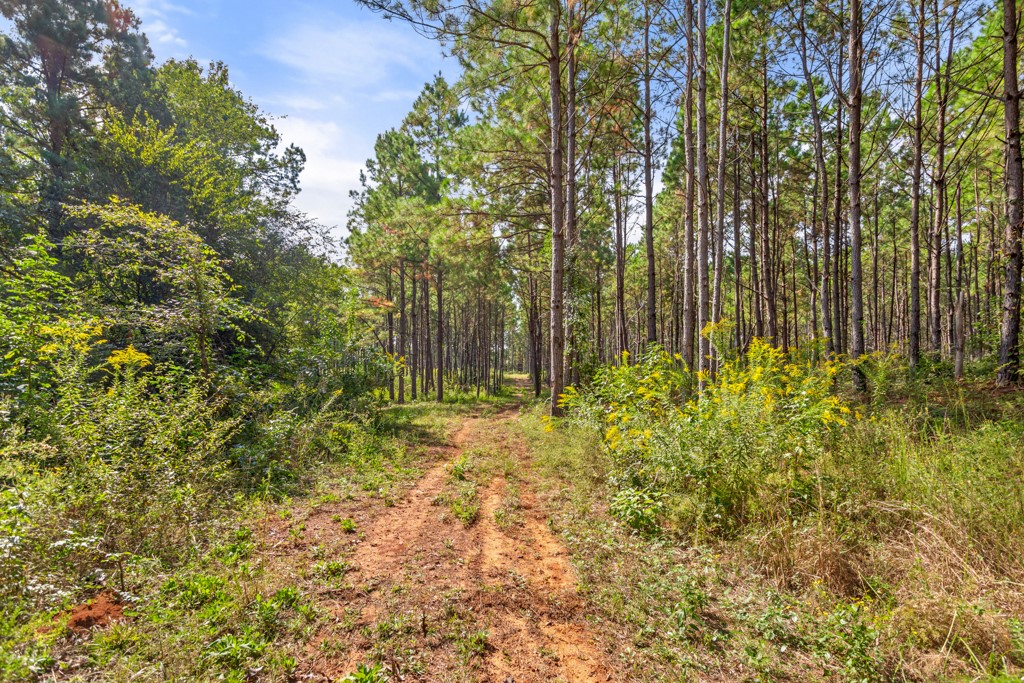 5379 Cr 385 Tyler TX 75708