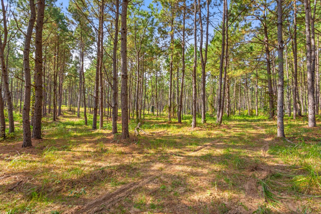 5379 Cr 385 Tyler TX 75708