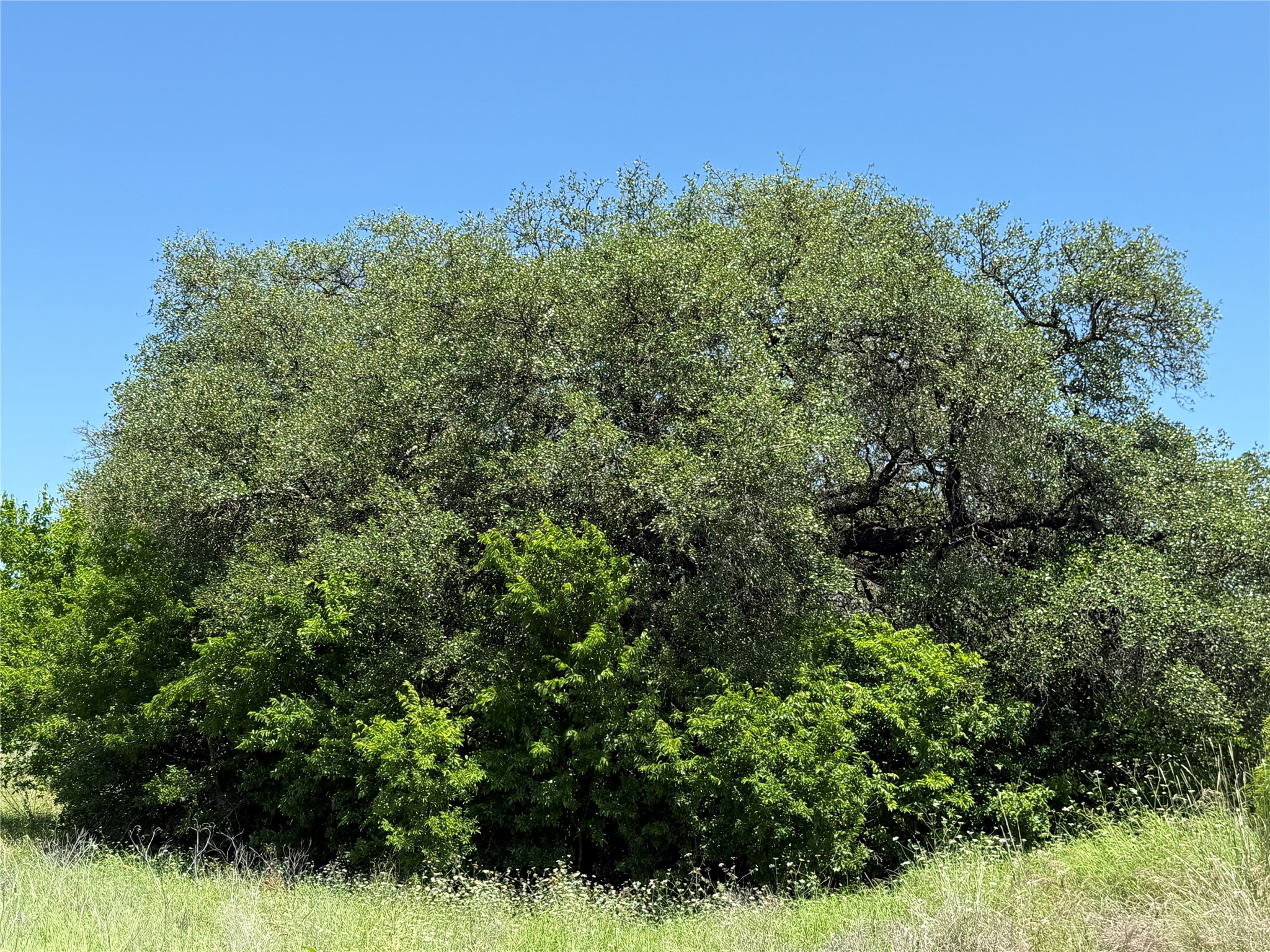 601 Chestnut Street Hico TX 76457