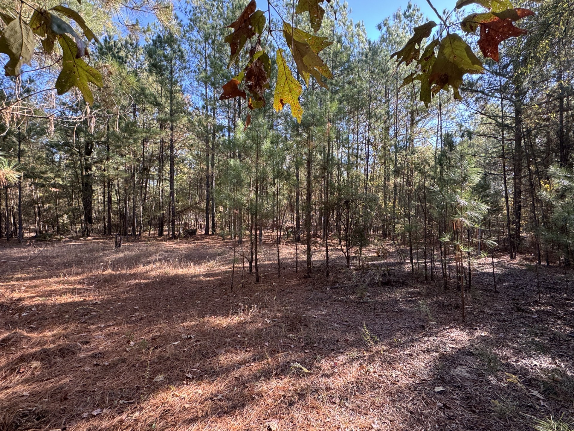 00 Cr 2451 Clarksville TX 75426