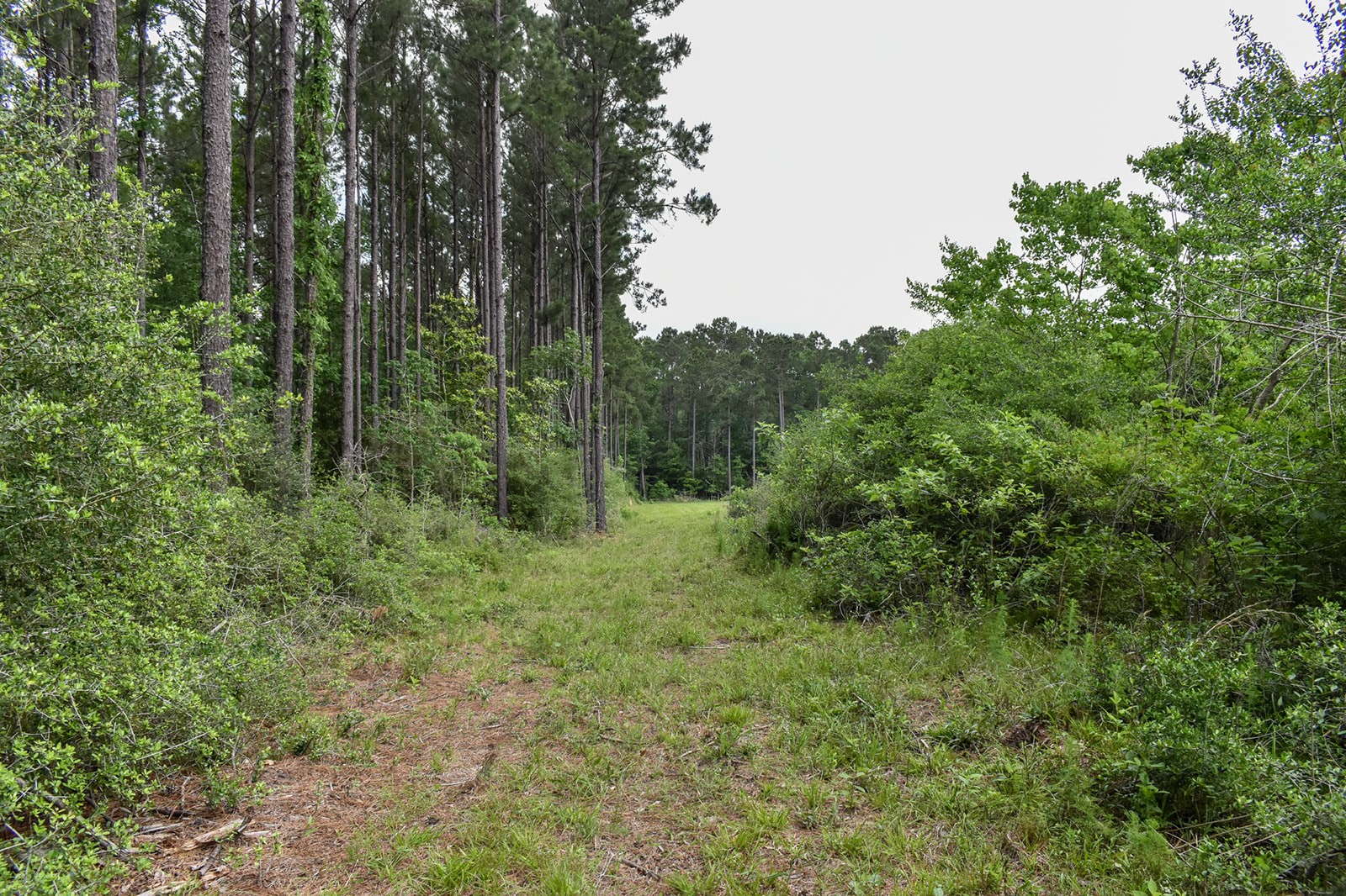 0 Oakdale Loop Livingston TX 77351