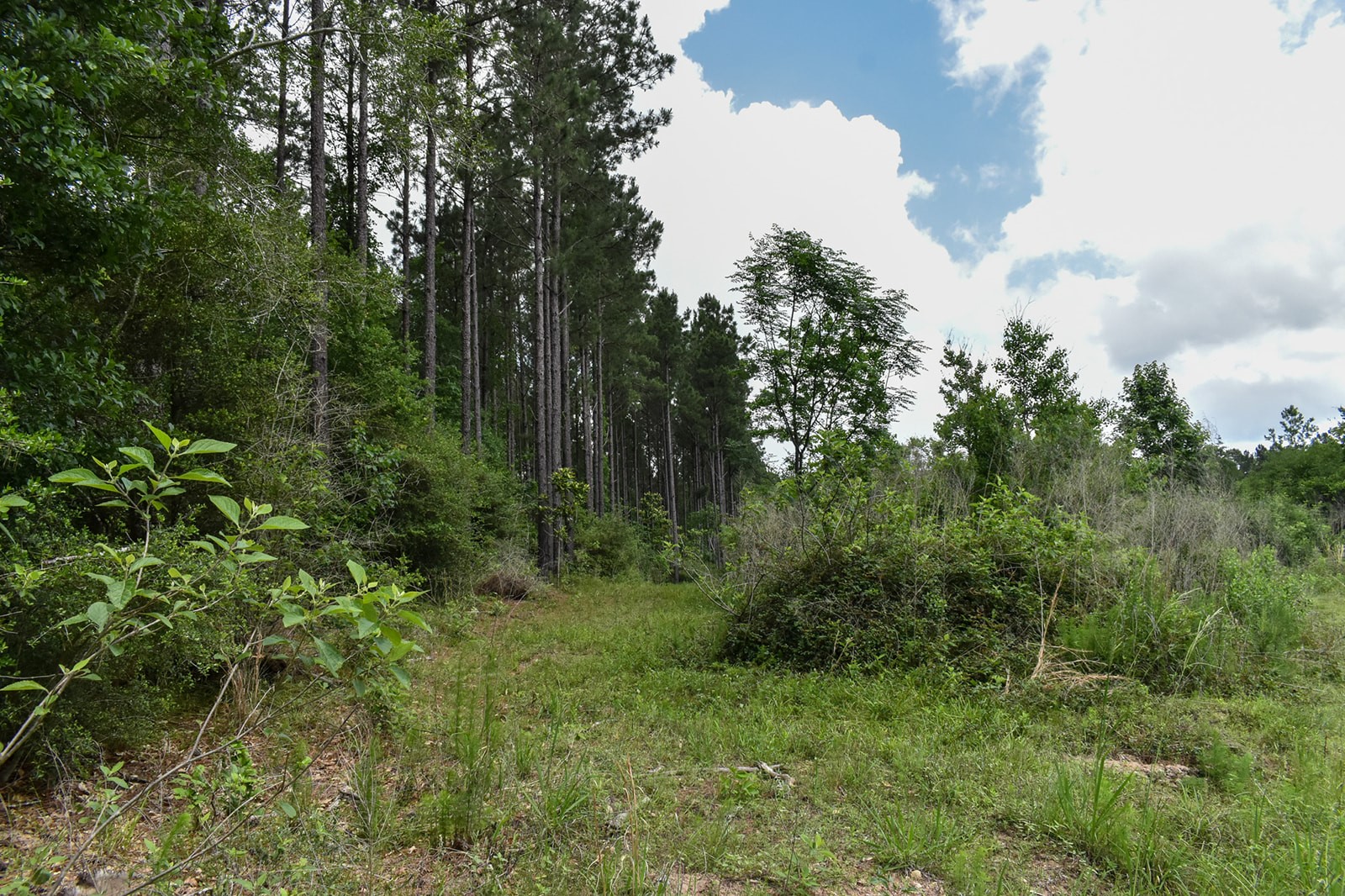0 Oakdale Loop Livingston TX 77351