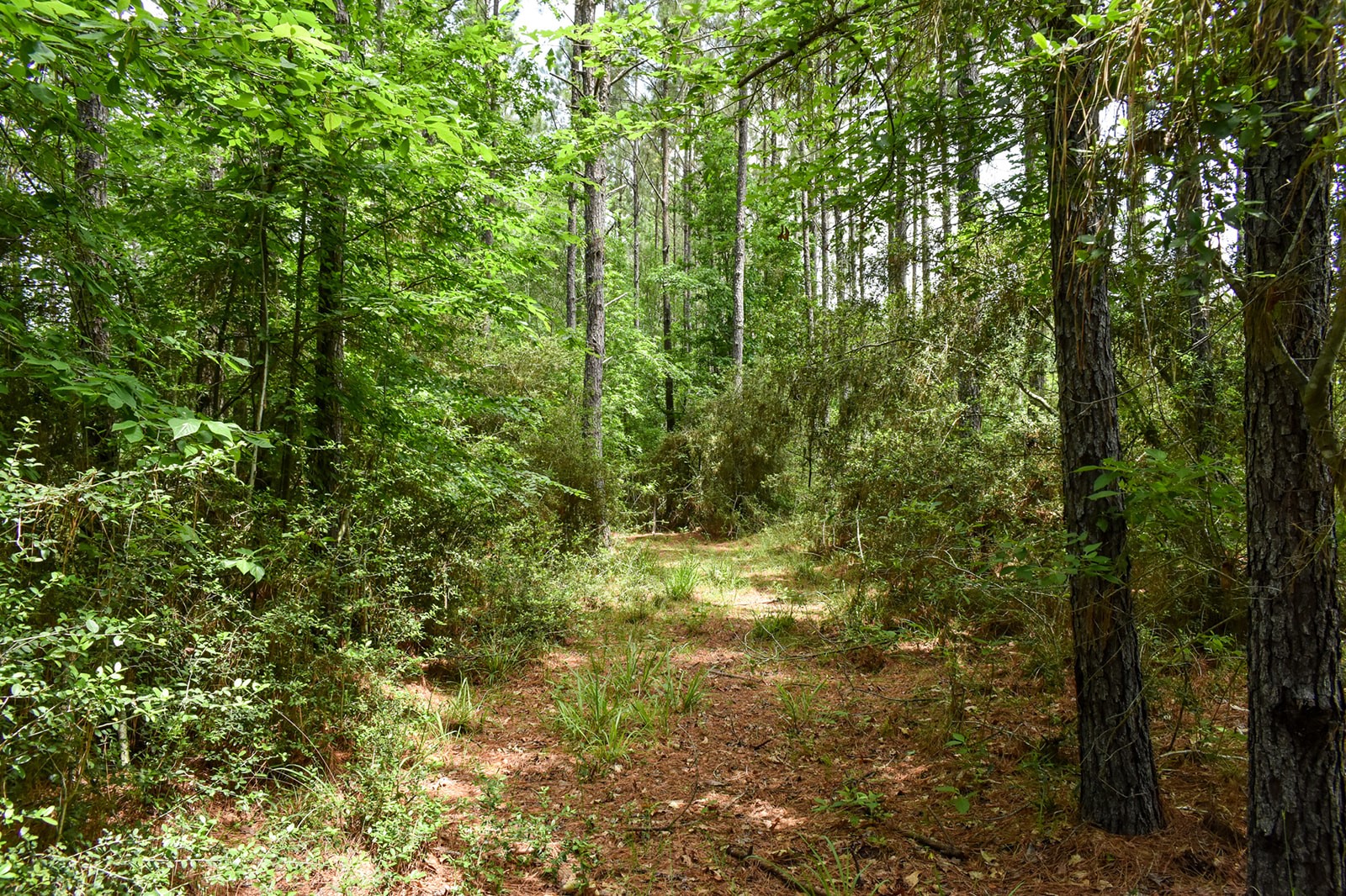 0 Oakdale Loop Livingston TX 77351
