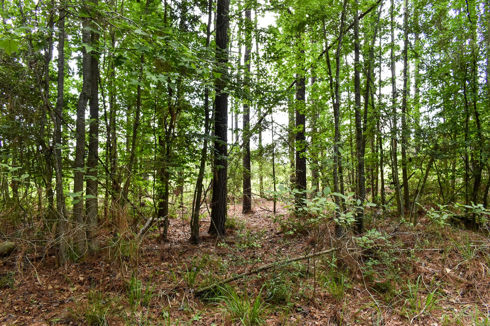 0 Oakdale Loop Livingston TX 77351