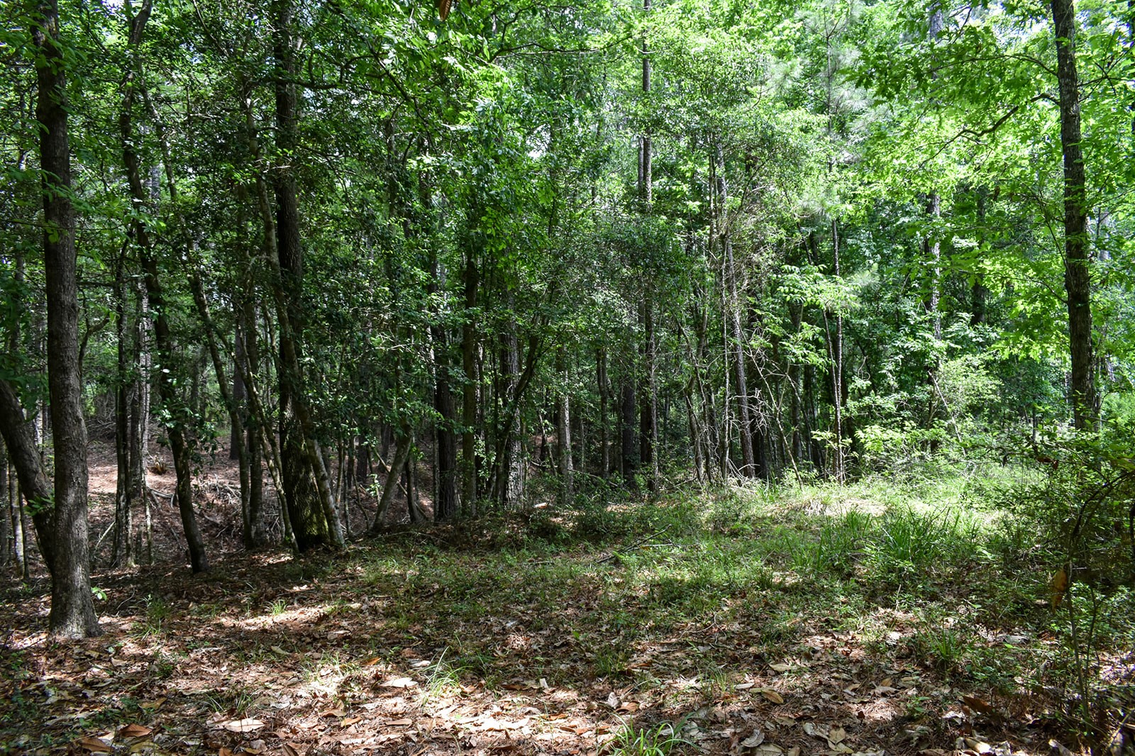 0 Oakdale Loop Livingston TX 77351
