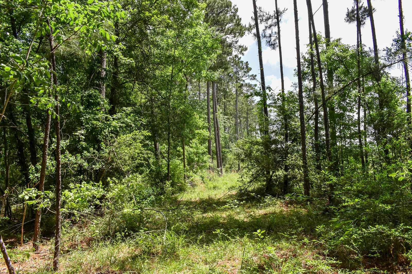 0 Oakdale Loop Livingston TX 77351