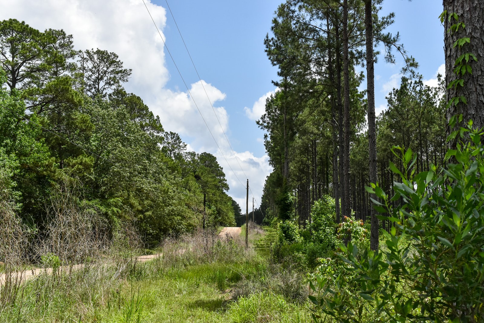 0 Oakdale Loop Livingston TX 77351