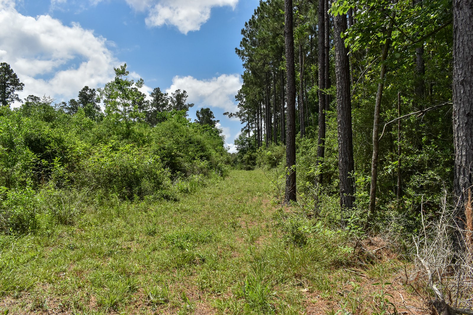 0 Oakdale Loop Livingston TX 77351