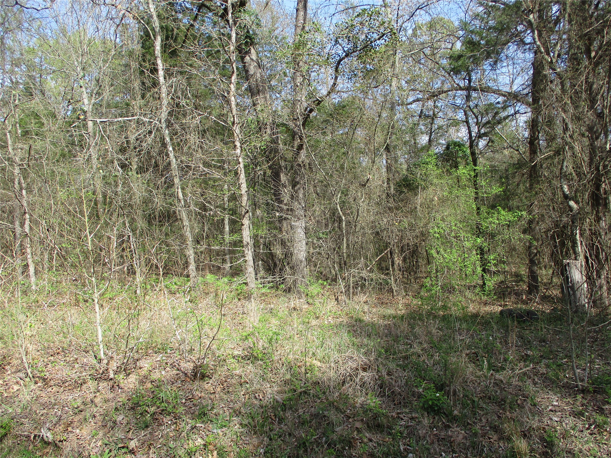 Tbd County Road 2958 Alba TX 75410