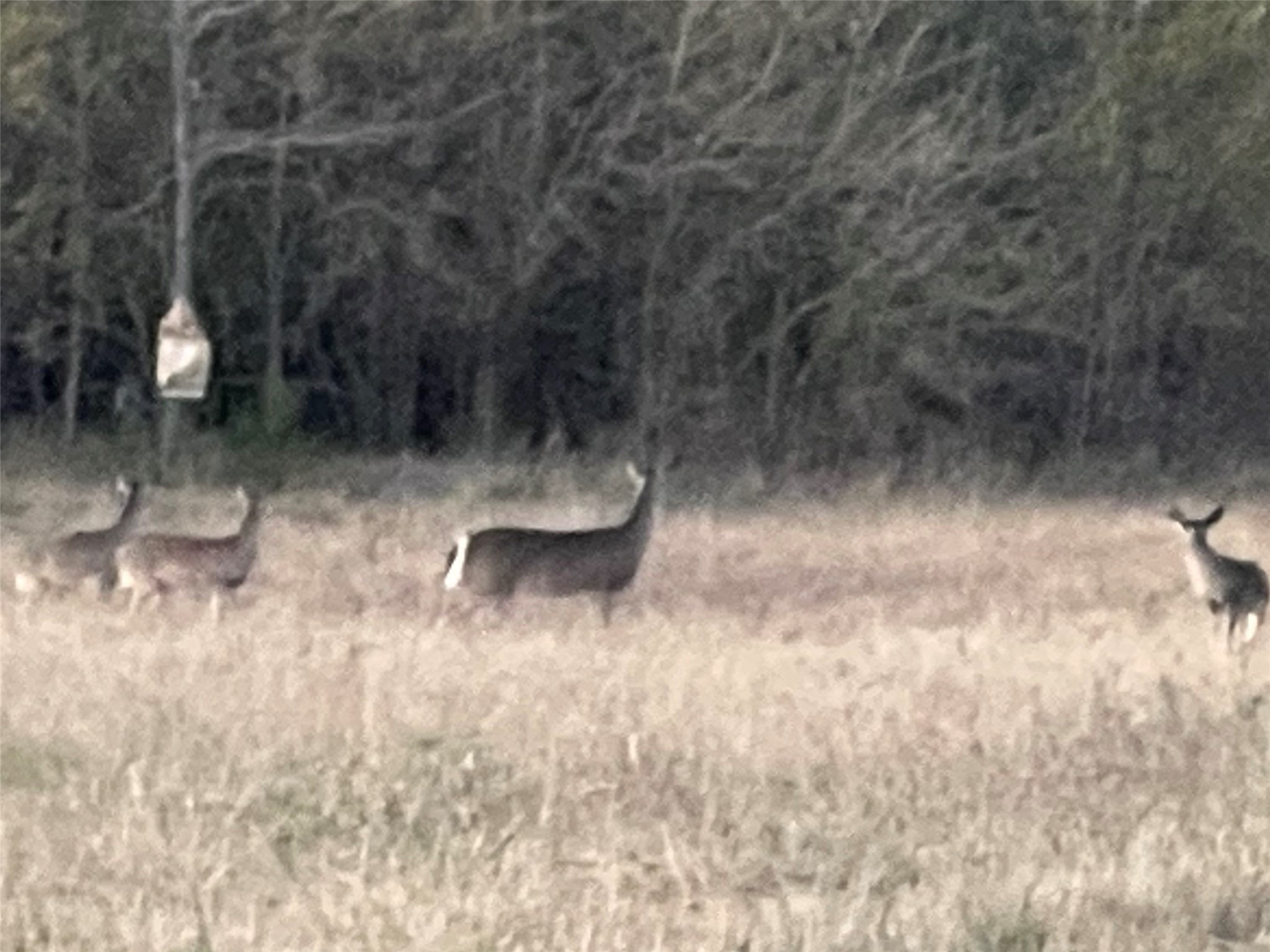 Tbd County Road 4145 Cooper TX 75432