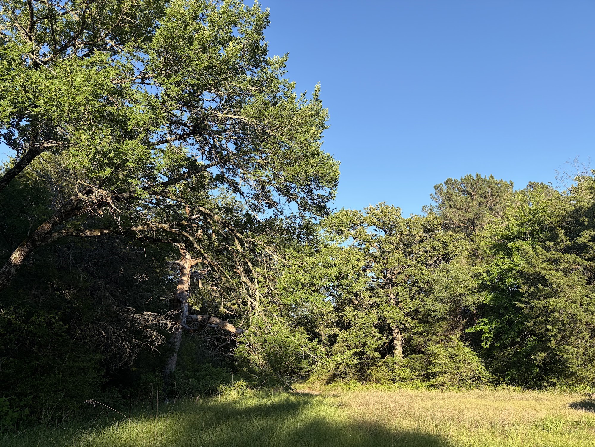 289 Fcr 261 Oakwood TX 75855