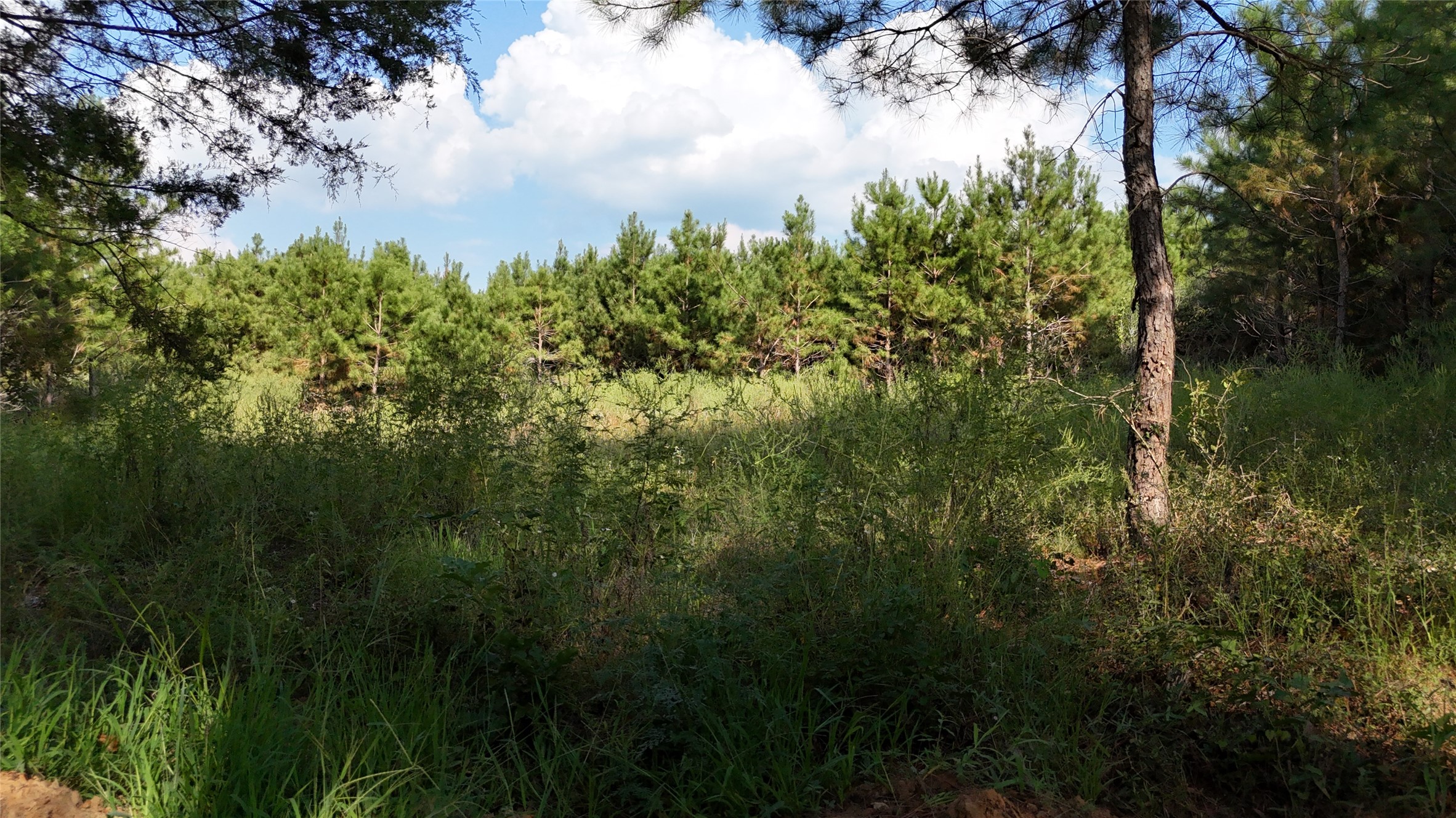 Tbd County Road 3121 Long Branch TX 75669