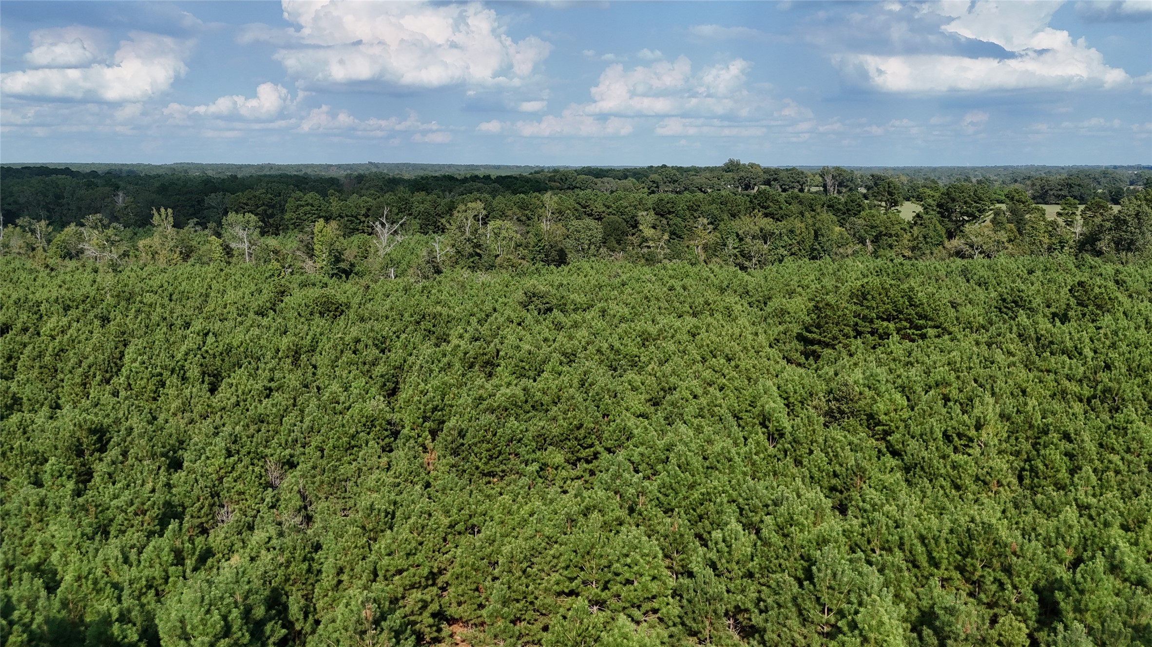Tbd County Road 3121 Long Branch TX 75669