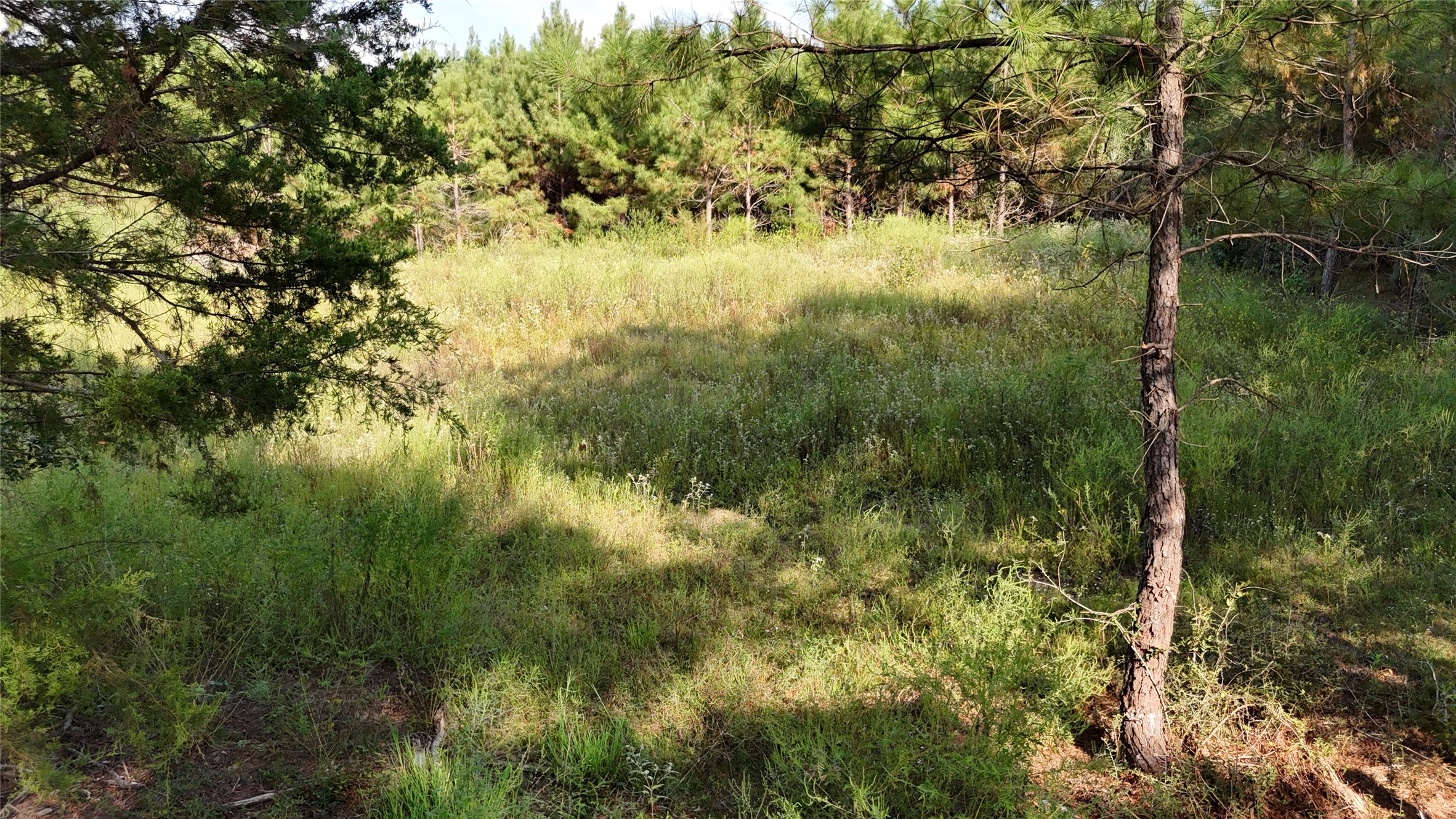 Tbd County Road 3121 Long Branch TX 75669