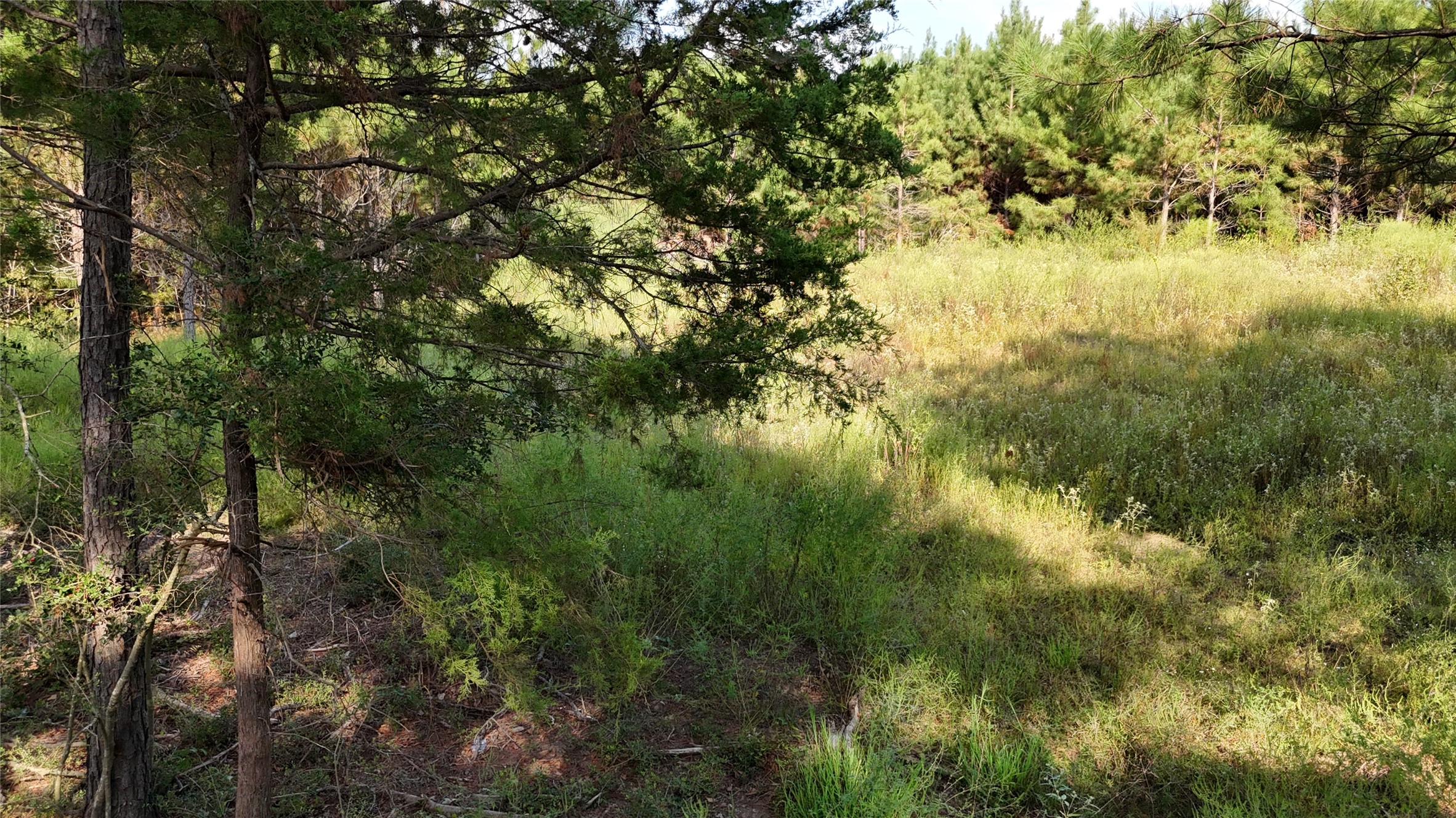 Tbd County Road 3121 Long Branch TX 75669
