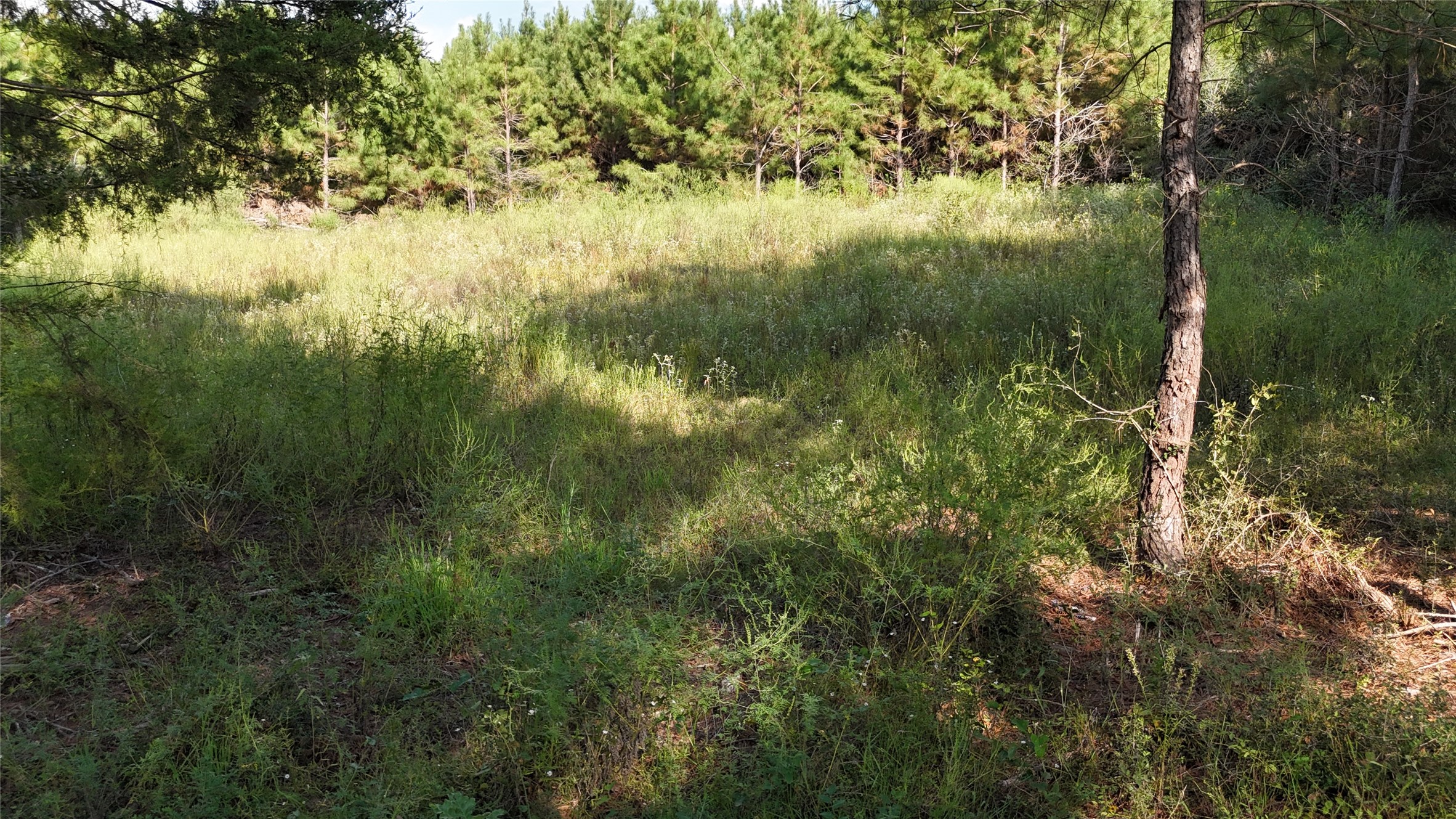 Tbd County Road 3121 Long Branch TX 75669