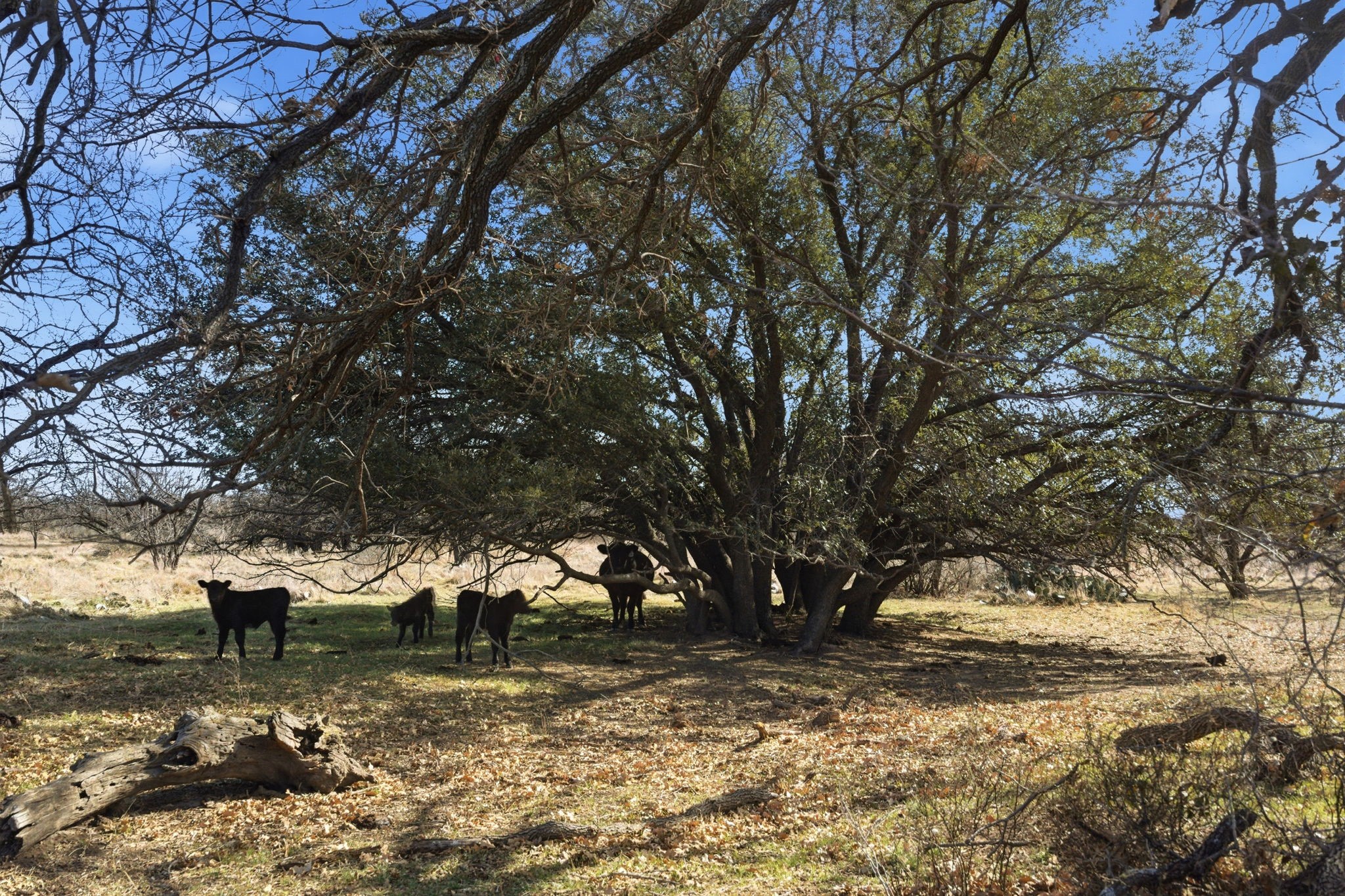 Tbd Fm 880 Moran TX 76464