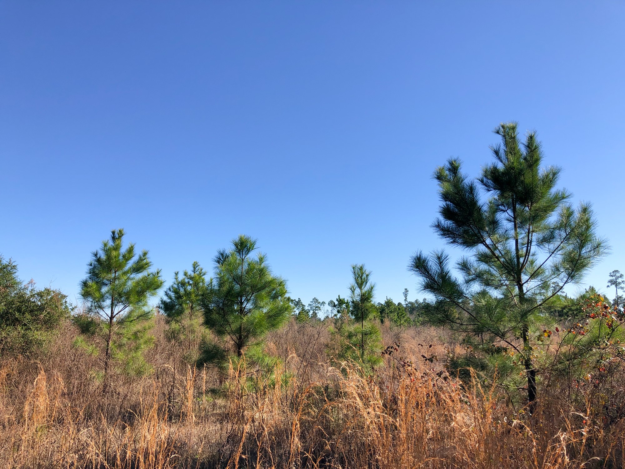 0 Fresenius Road Silsbee TX 77656
