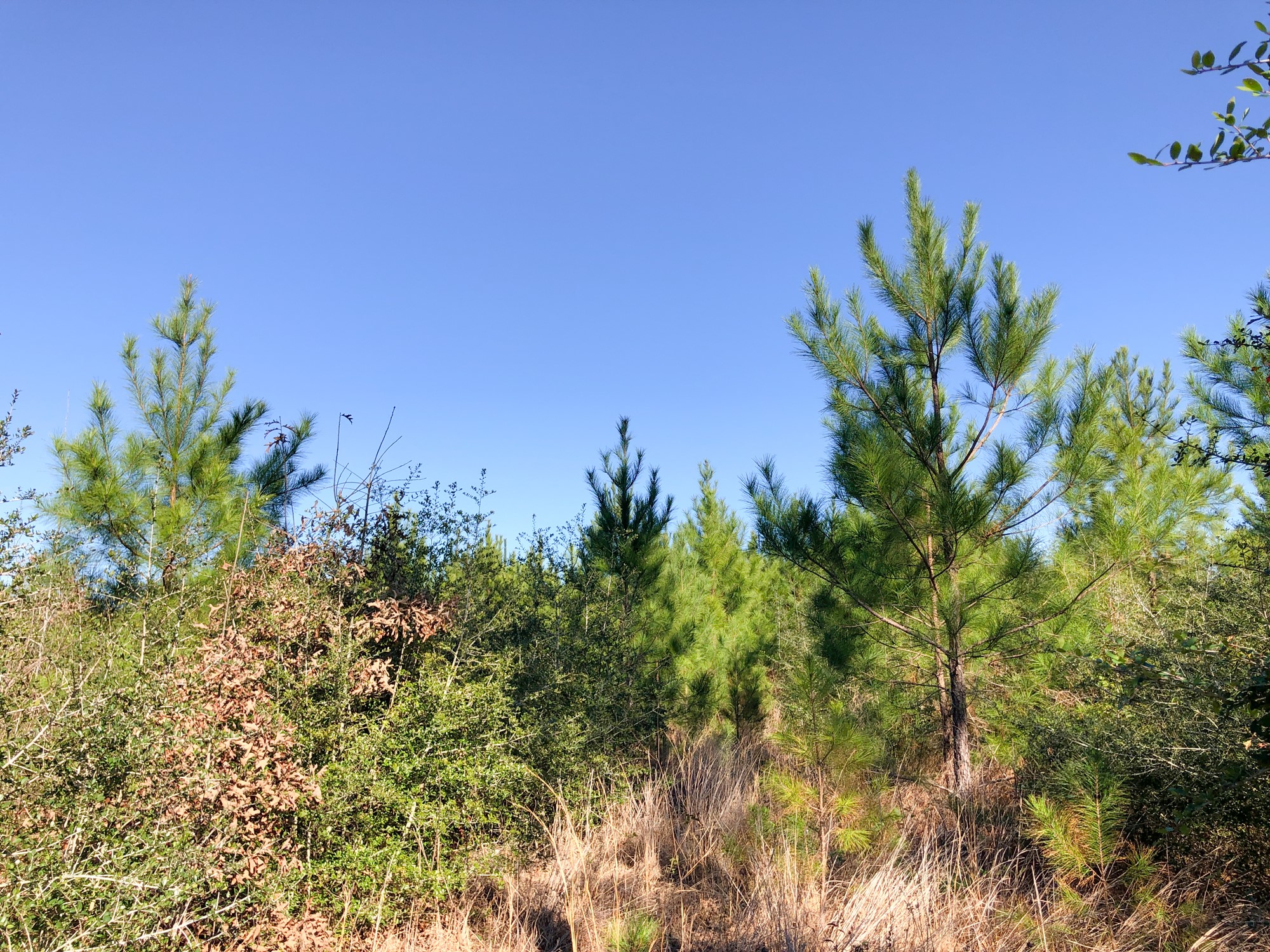 0 Fresenius Road Silsbee TX 77656