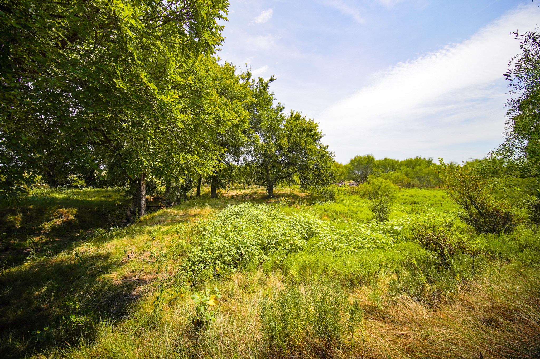 29.47 Acres Ballard Road Jacksboro TX 76458