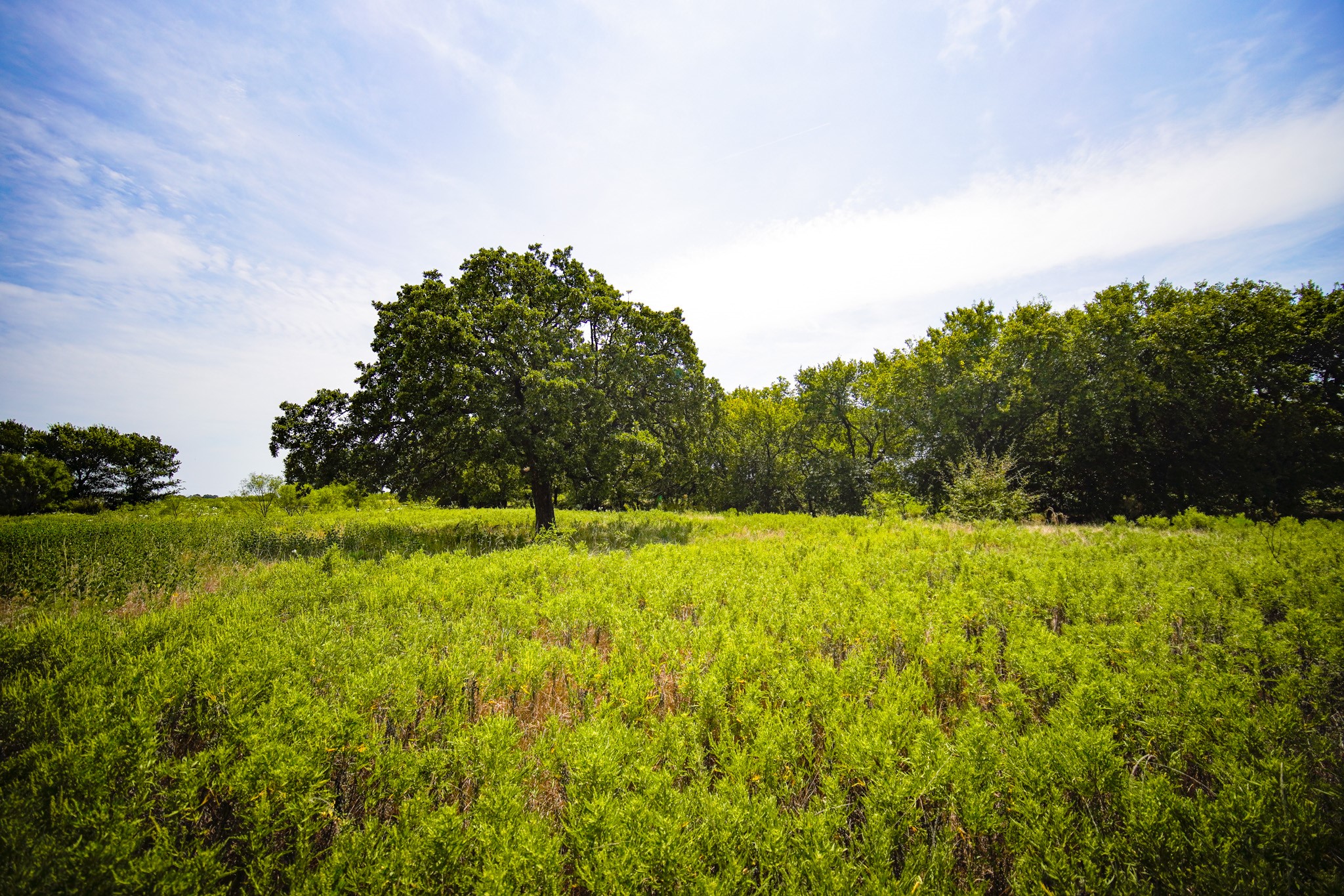 29.47 Acres Ballard Road Jacksboro TX 76458
