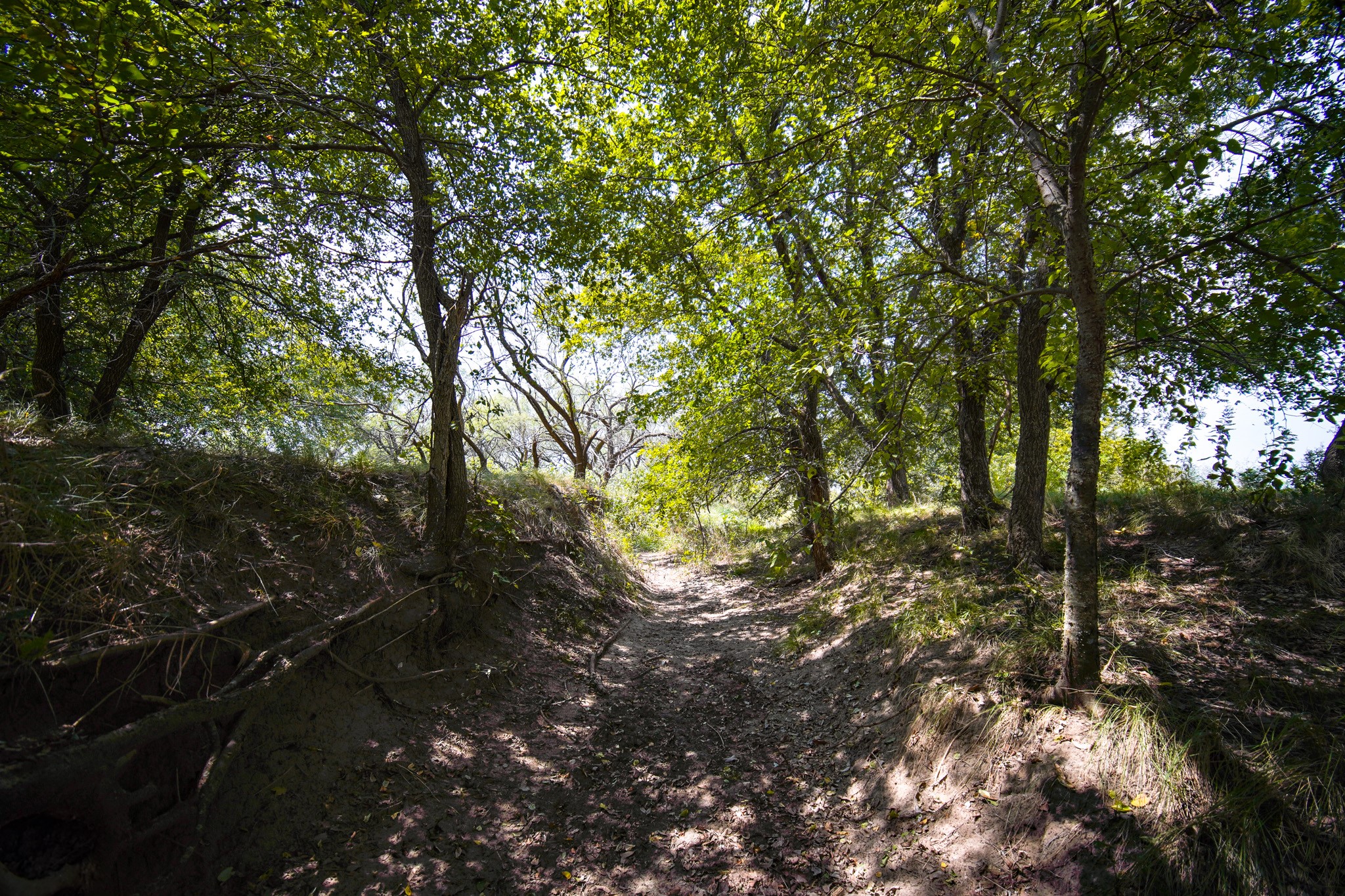 29.47 Acres Ballard Road Jacksboro TX 76458