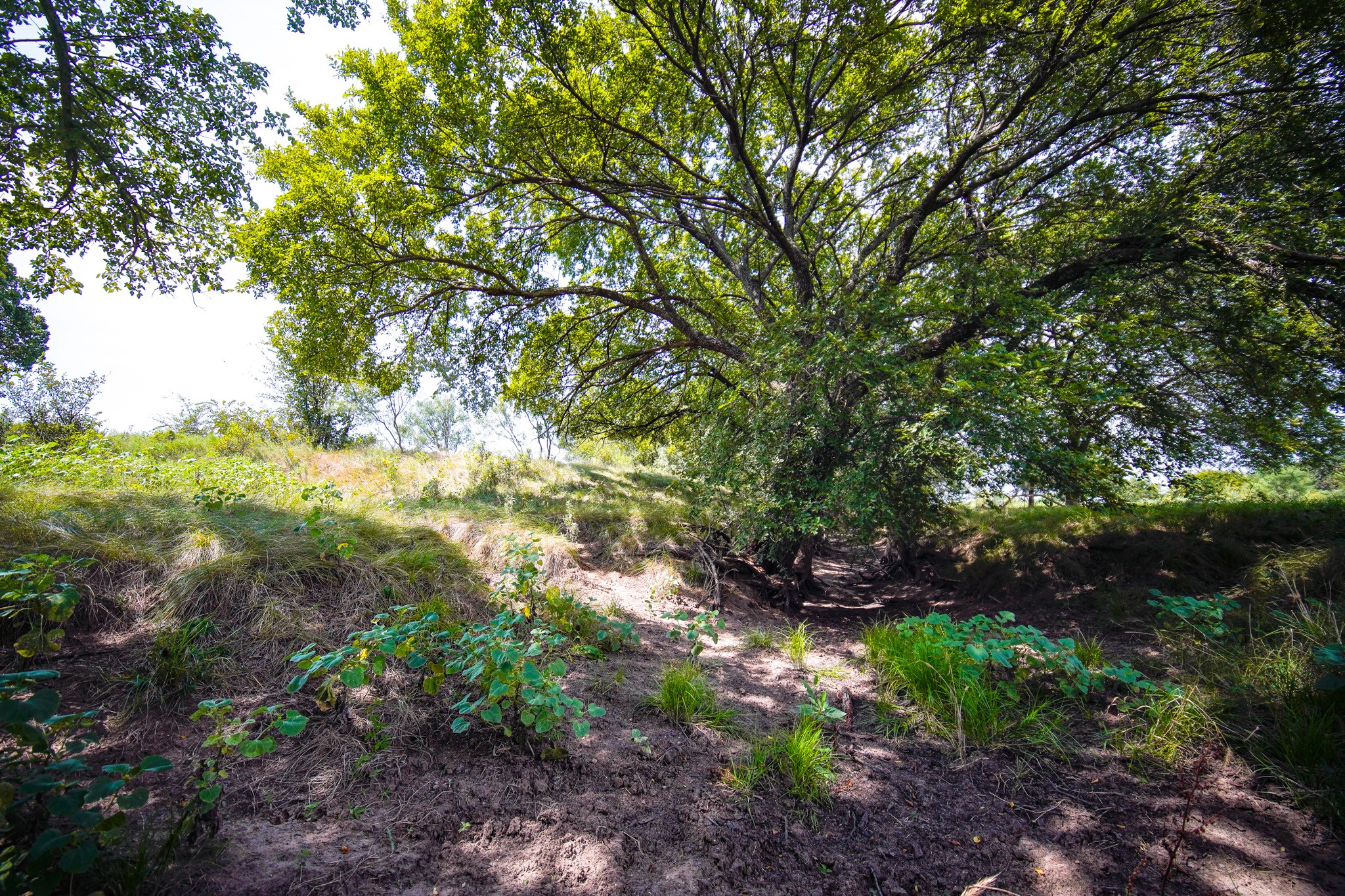 29.47 Acres Ballard Road Jacksboro TX 76458