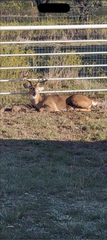 794 W Antelope Road Jacksboro TX 76389