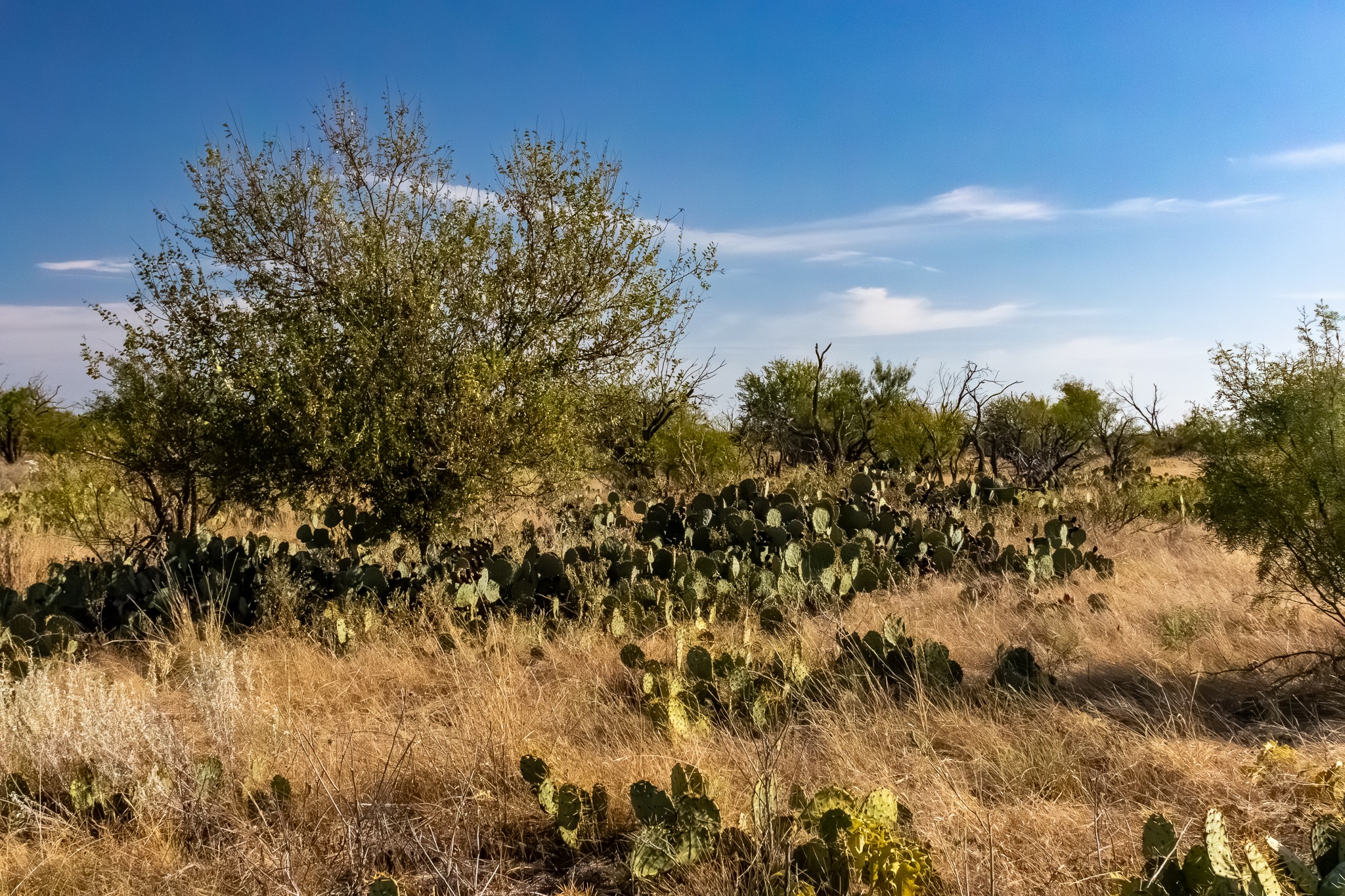 Tbd County Road 242 Clyde TX 79510