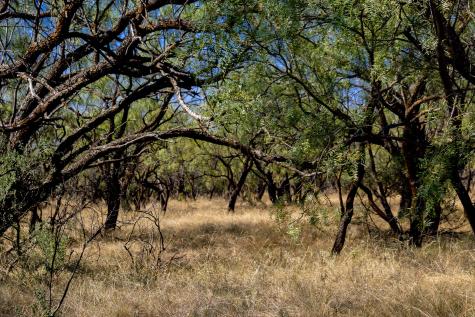 Tbd County Road 242 Clyde TX 79510