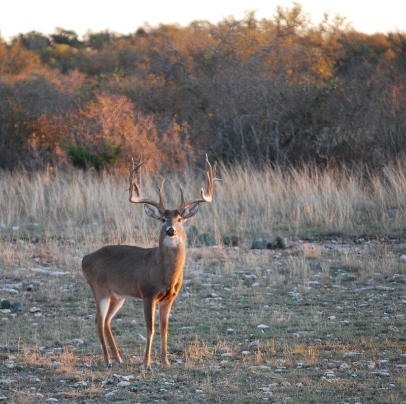 469 County Road 464 Lipan TX 76462