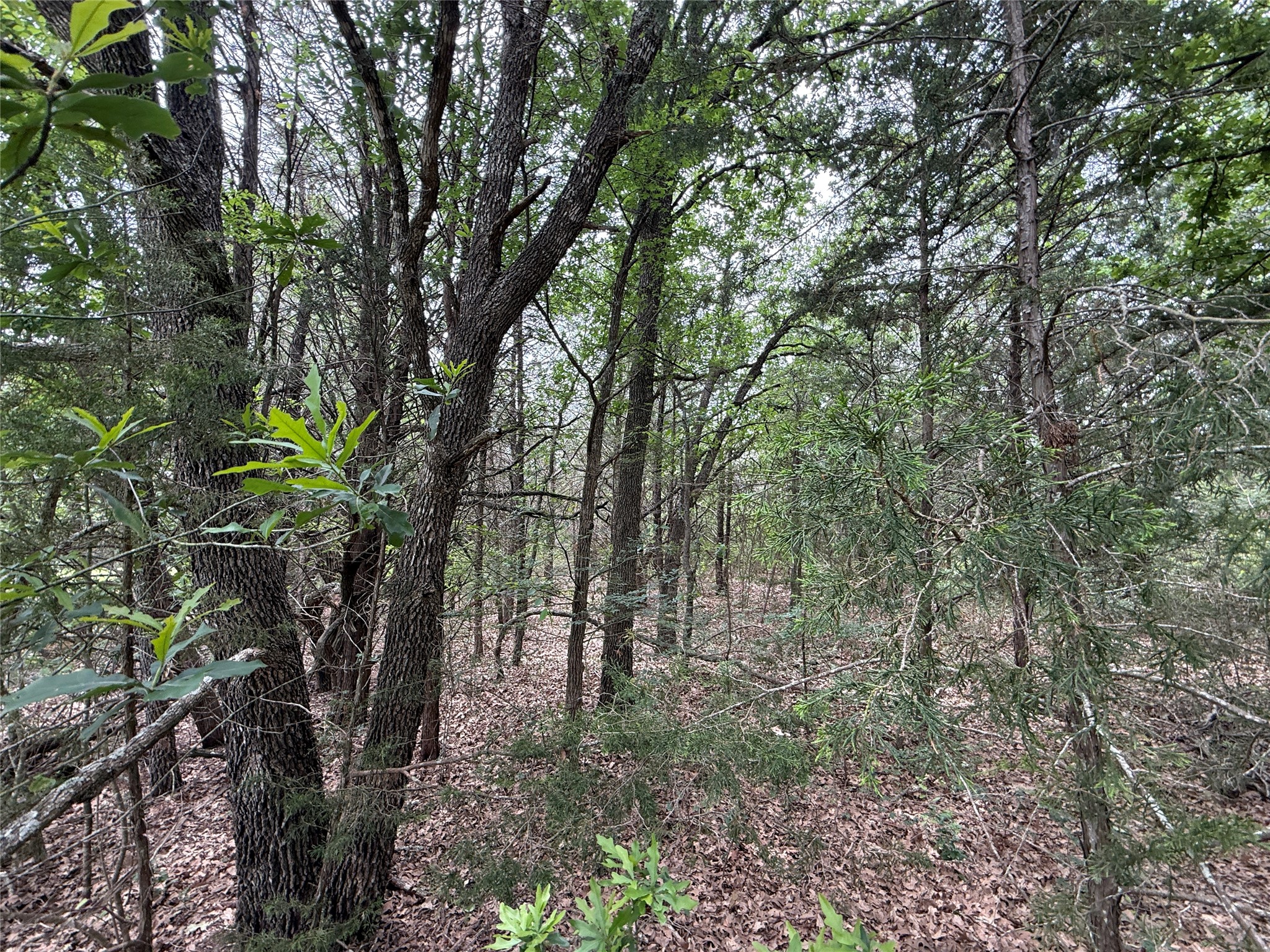 Tbd 27 Acres Fm 642 Purdon TX 76679