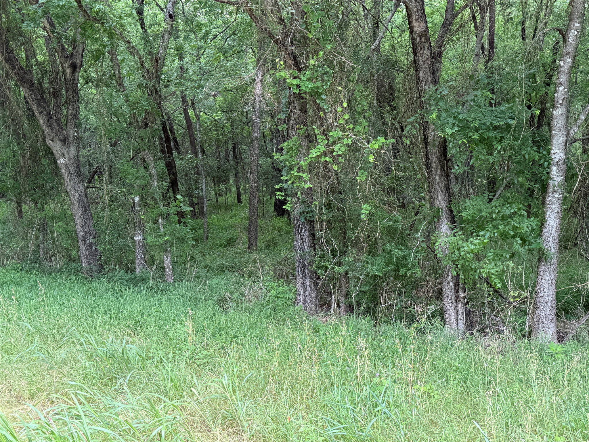 Tbd 27 Acres Fm 642 Purdon TX 76679
