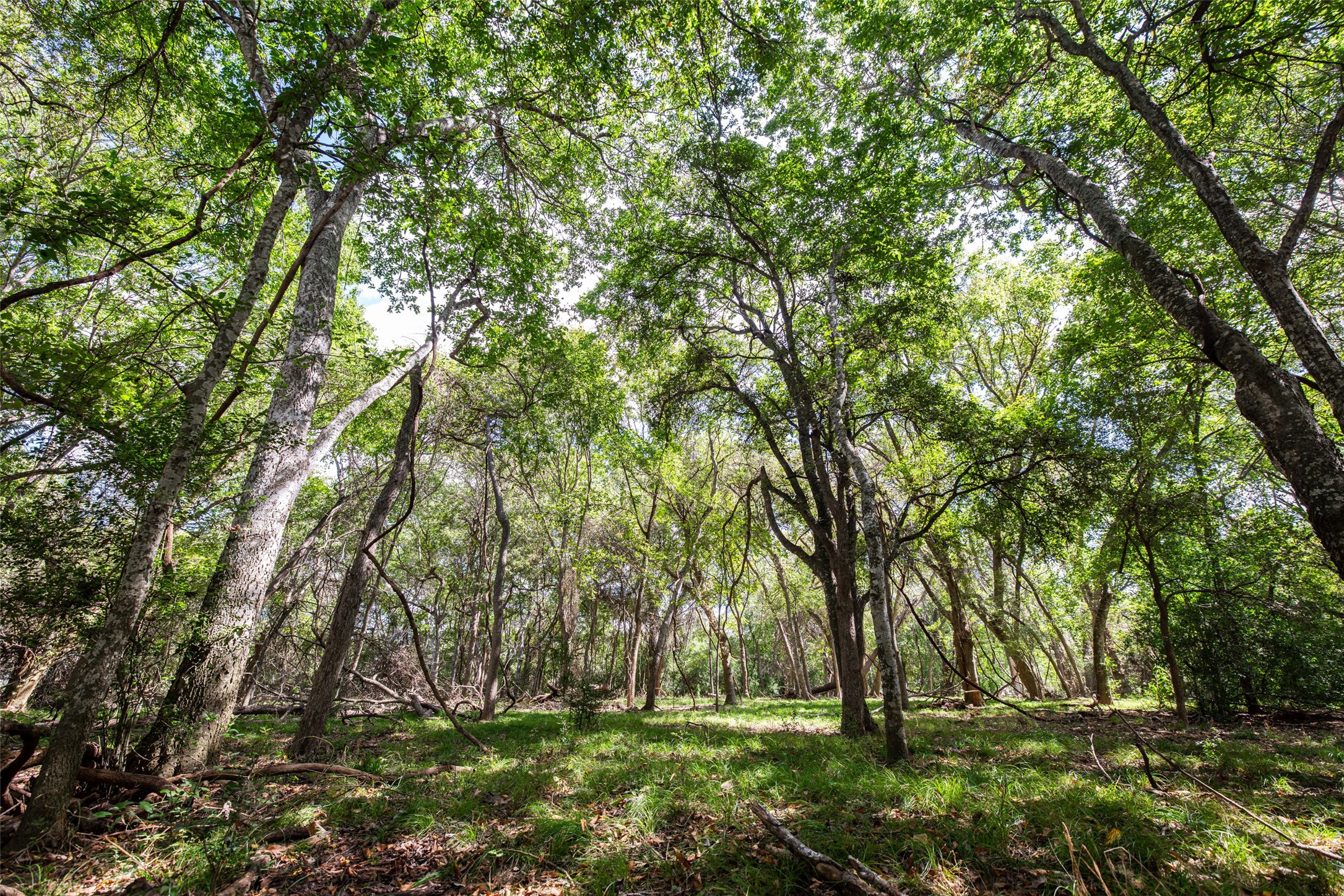 Tbd County Road 155 Nixon TX 78125