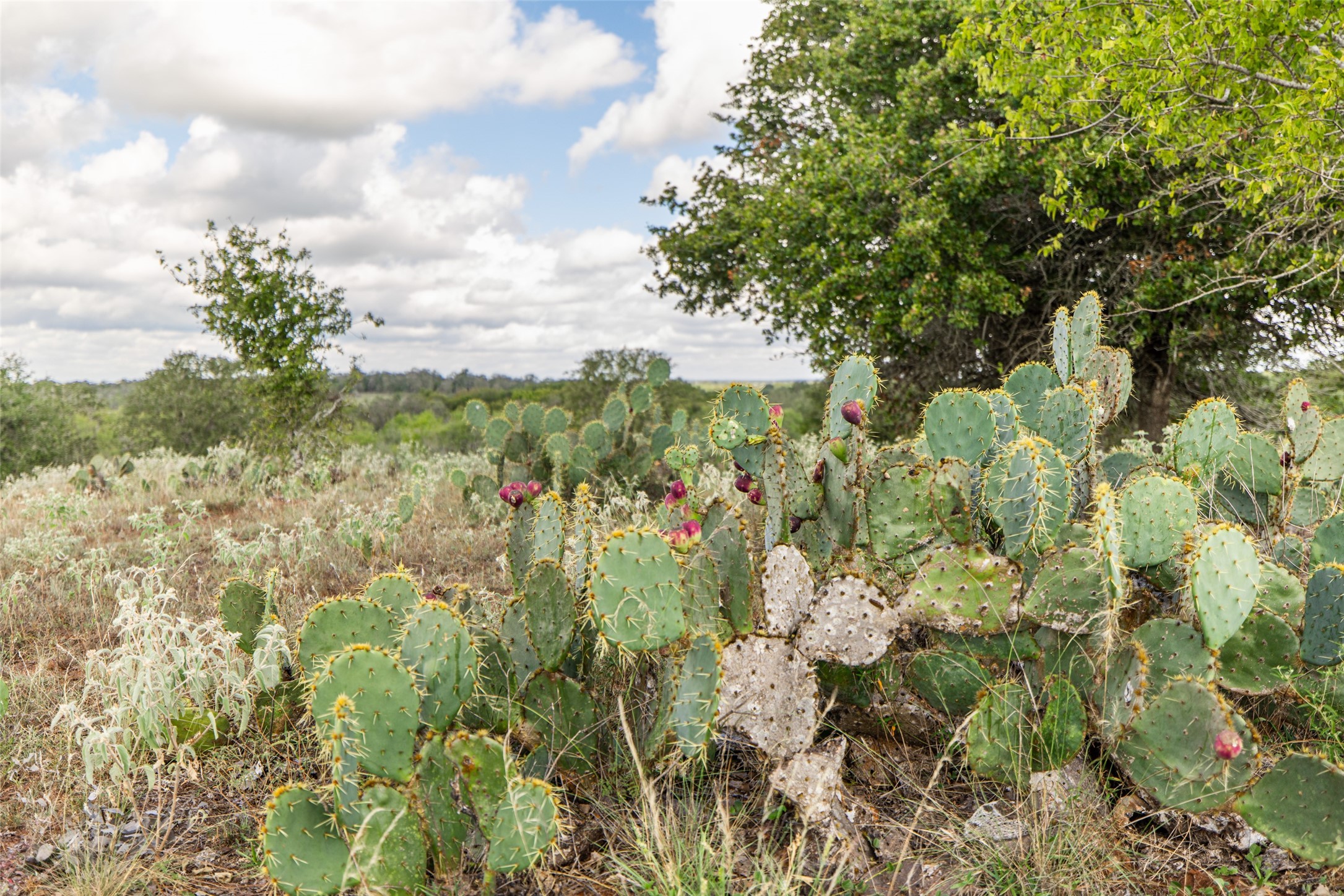 Tbd County Road 155 Nixon TX 78125