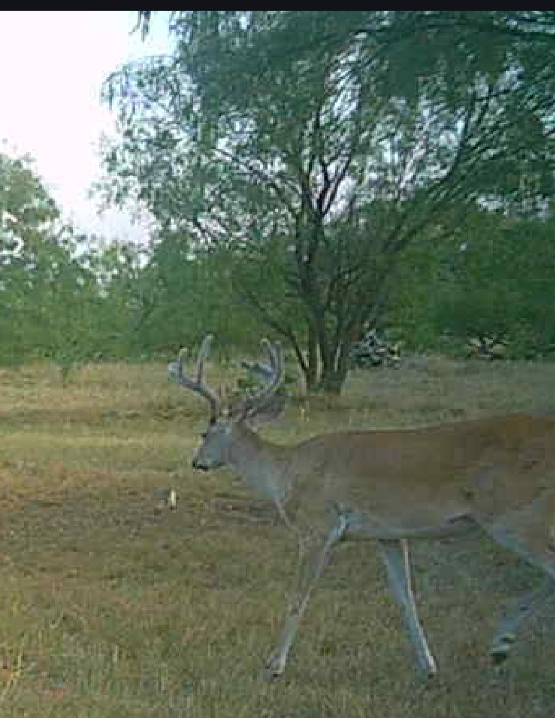 5860 County Road 423 Cisco TX 76437