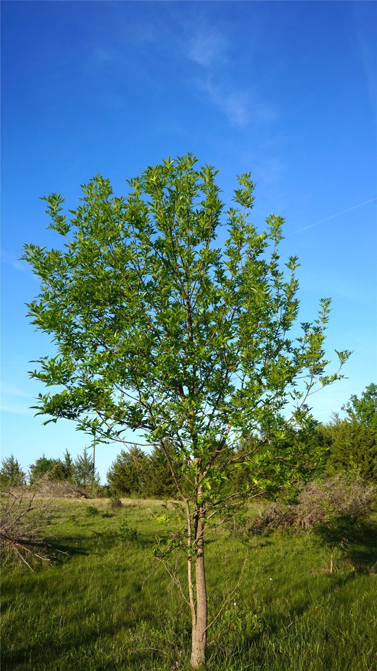 Tbd Lot 3-4 Adams Road Sherman TX 75090