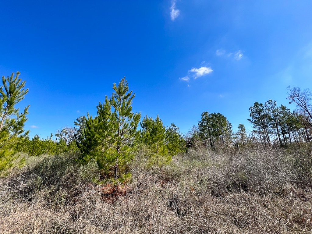 00 Wallace Road Huntsville TX 77320