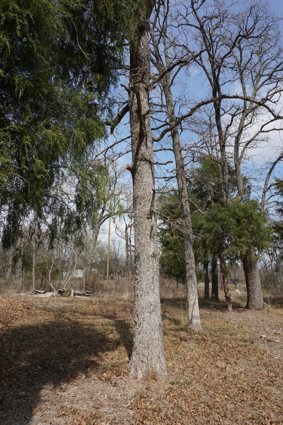 1698 Doc Holiday Drive Log Cabin TX 75148