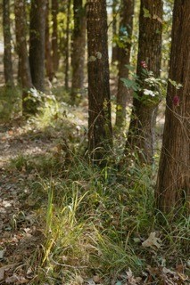 Lot 15 Private Road 5948 Yantis TX 75497