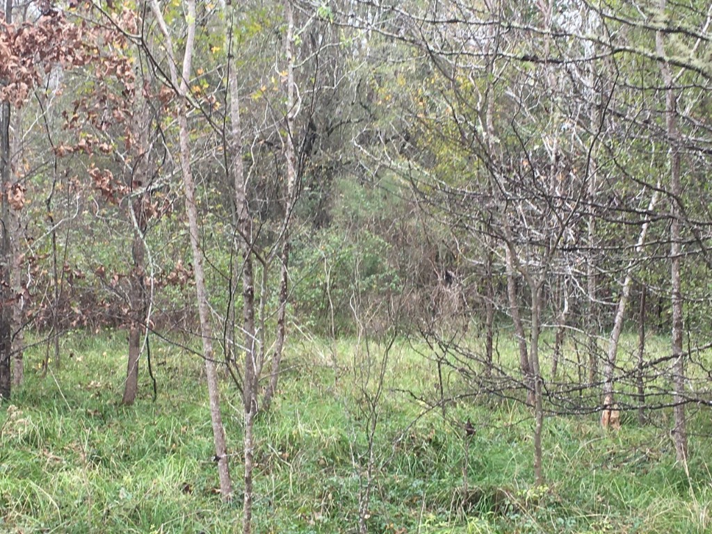 Tbd Big Creek Shepherd TX 77371