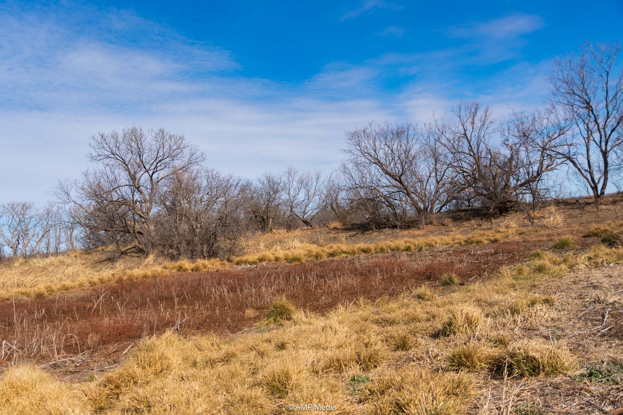Tbd County Road 260 Colorado City TX 79512