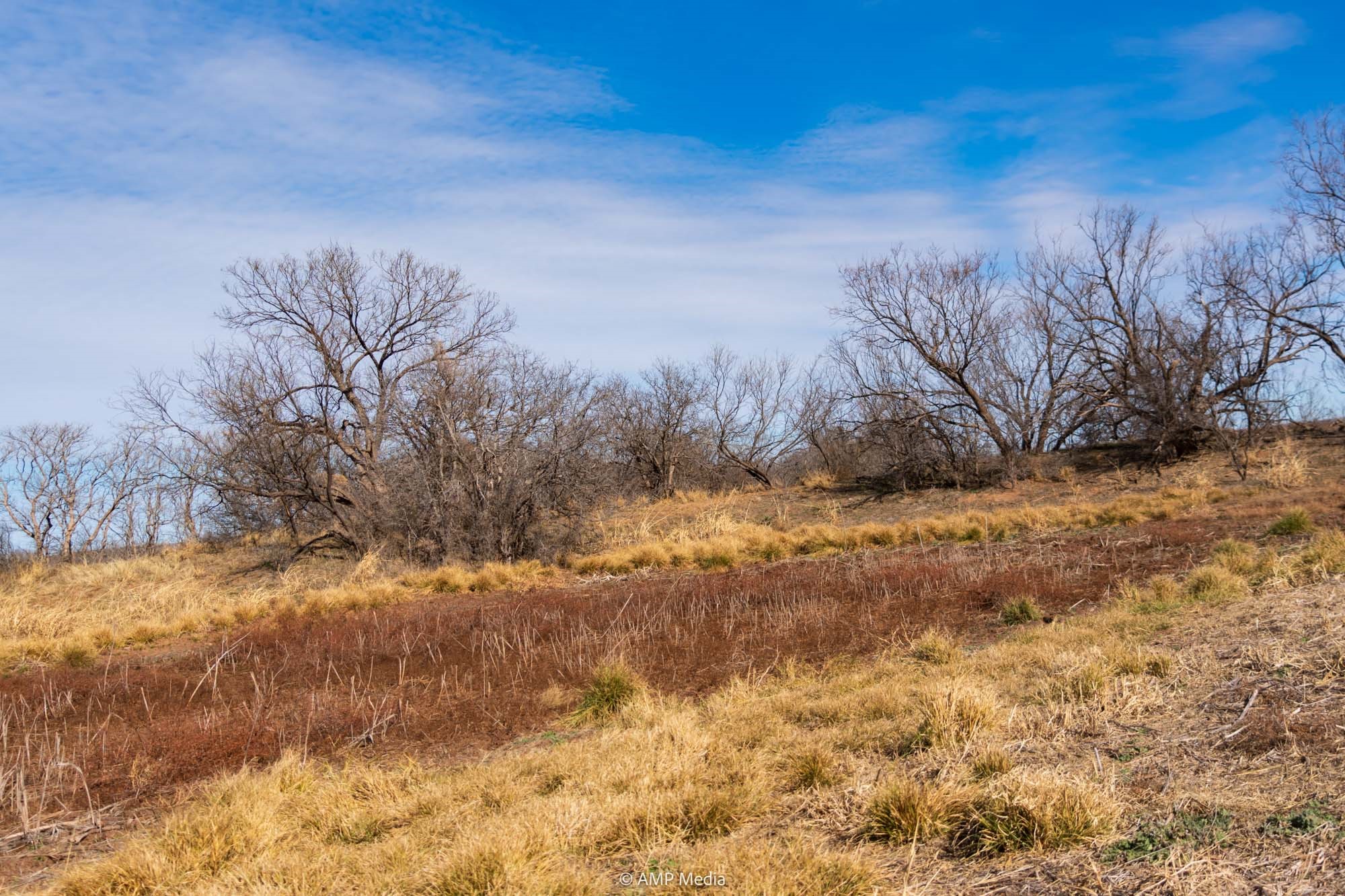 Tbd County Road 260 Colorado City TX 79512