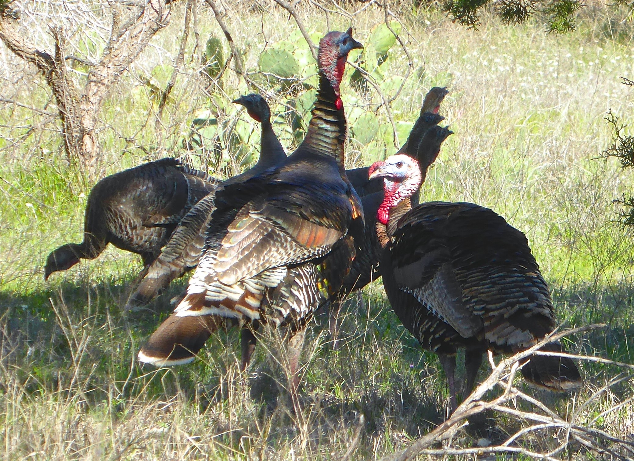Lot 458 Canyon Wren Possum Kingdom Lake TX 76449