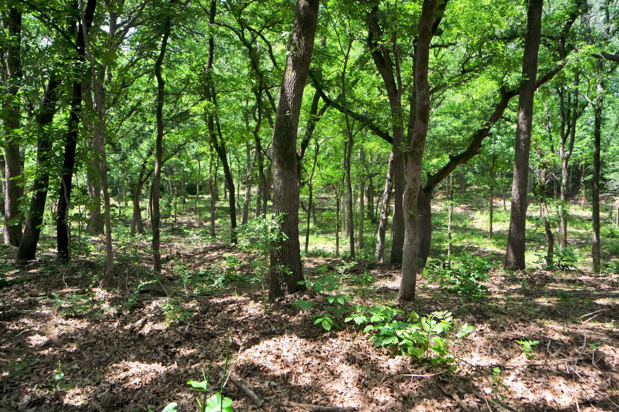 322 Grigg Road Sherman TX 75090