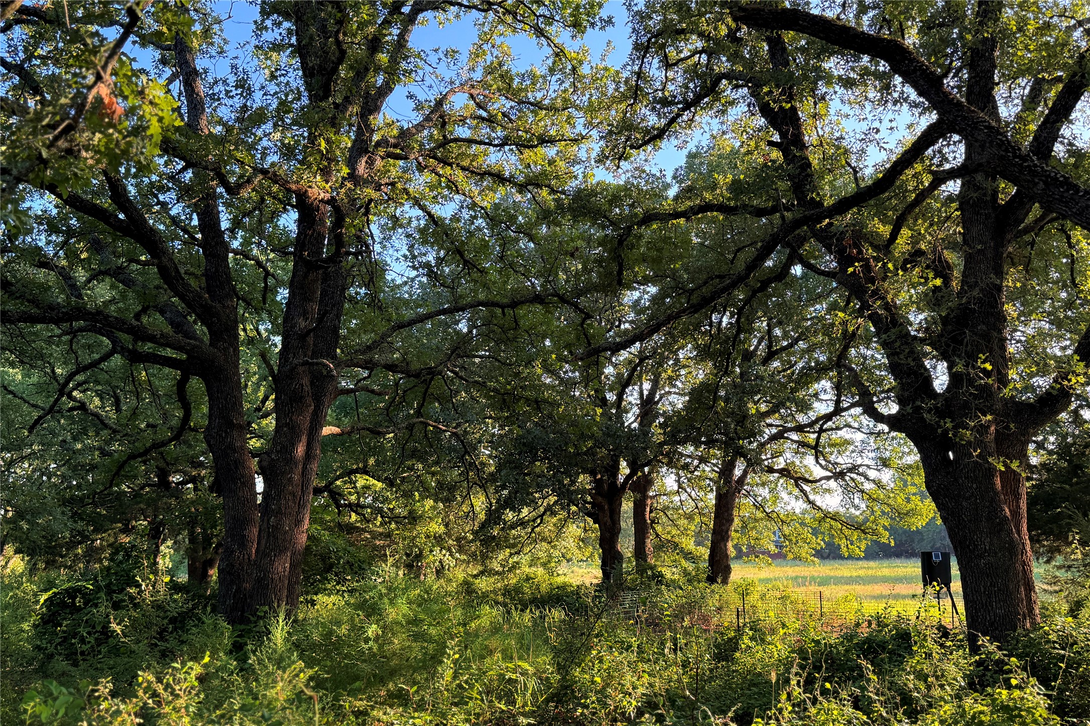 9213 Scenic Drive Pilot Point TX 76258