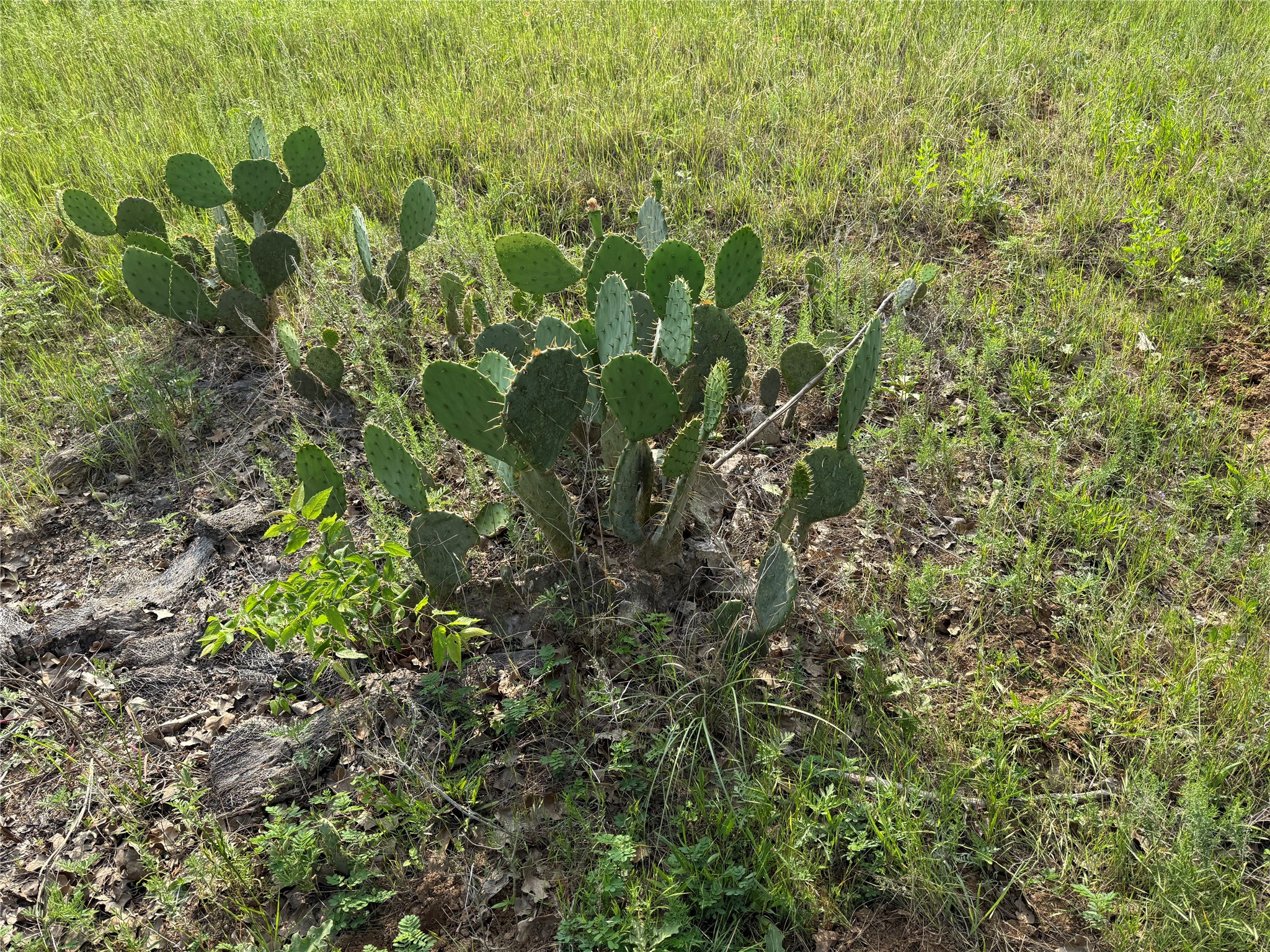 10.1 Acres Co Road 4055 Kemp TX 75143