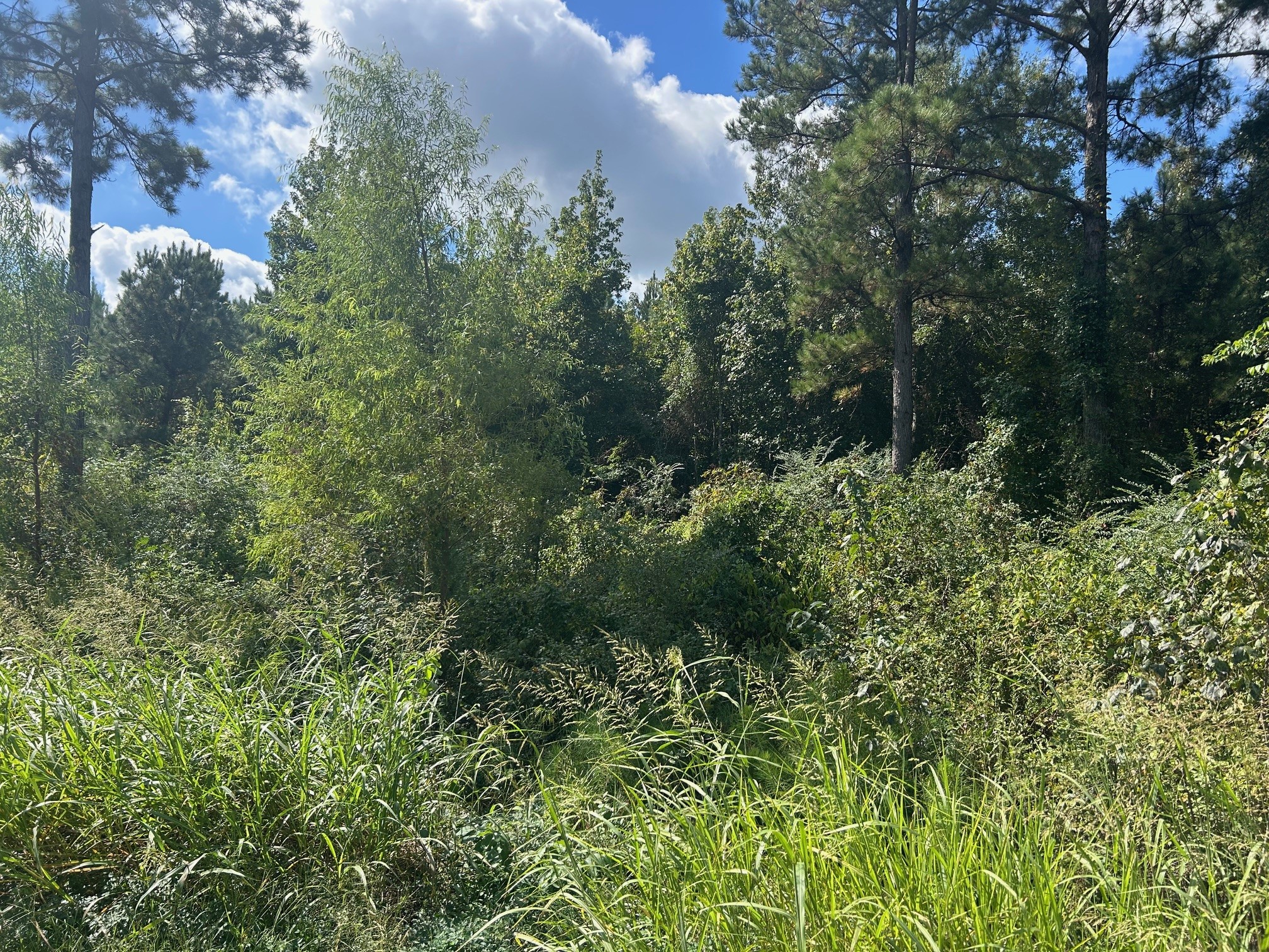 0 Cottonwood Frierson LA 71027